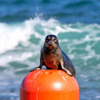 Seal sitting on orange buoy