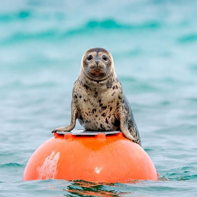 Baby seal on orange buoy