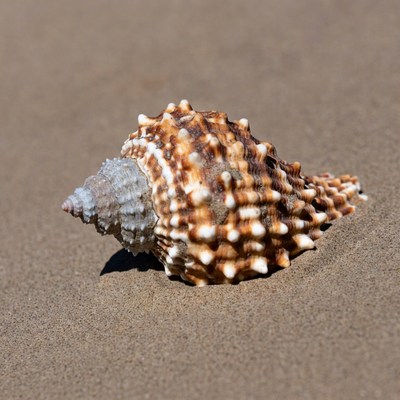 Spiny Conch Shell on Sandy Beach