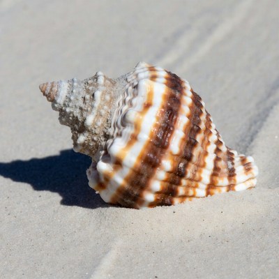 Striped Seashell on Beach Sand