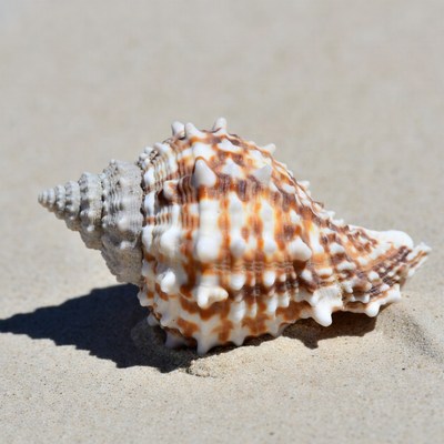 Spiny Conch Shell on Sand