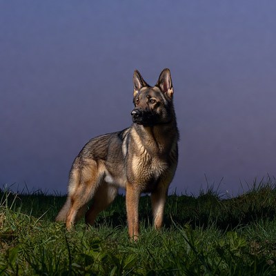 German Shepherd standing in grass