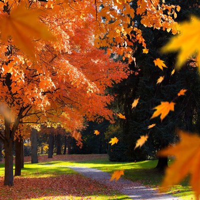 Autumn Park Path with Falling Orange Leaves