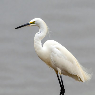 Snowy Egret Standing by Water