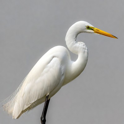 White Heron with Yellow Bill