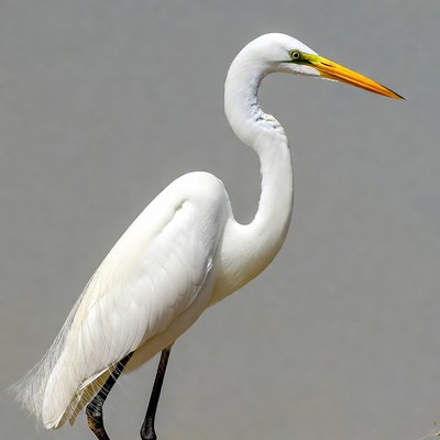 Great Egret Standing on Gray Background