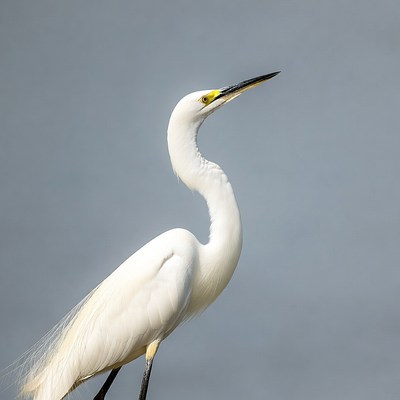 White heron with yellow beak