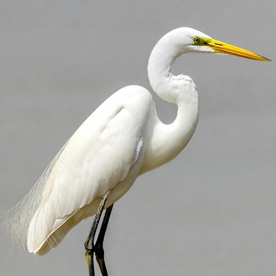 White egret with yellow beak