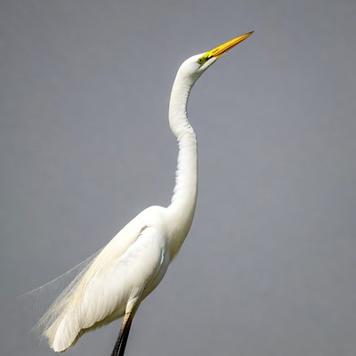Great Egret with yellow beak