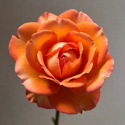 Orange rose flower