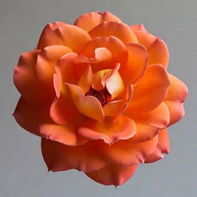 Orange Rose Bloom