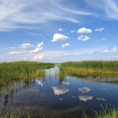 Reed Marsh Path with Water Reflection