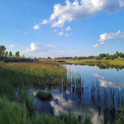 Scenic Marsh with Reflective Water