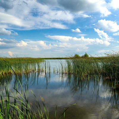 Reeds in Calm Marsh Water