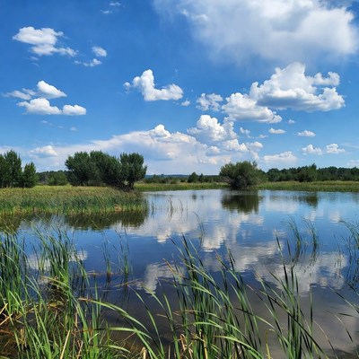 Scenic Pond with Reeds and Blue Sky