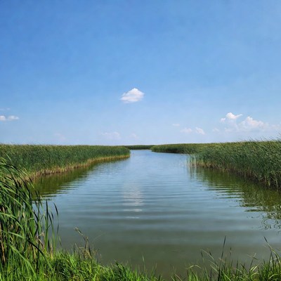 Reed-lined Channel in Marshland