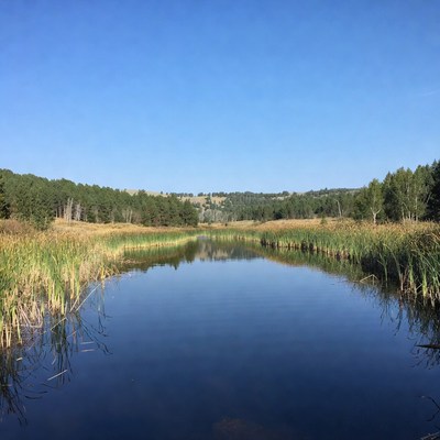 Calm River Through Marsh with Forest