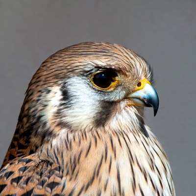 Closeup of American Kestrel Falcon