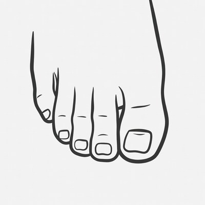Line drawing of human foot