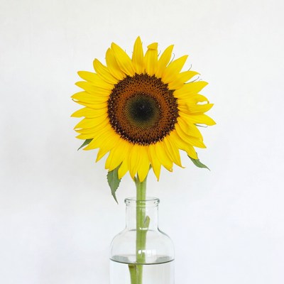 Sunflower in Glass Vase