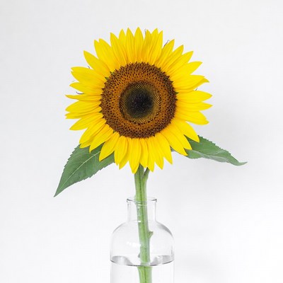 Sunflower in Glass Vase