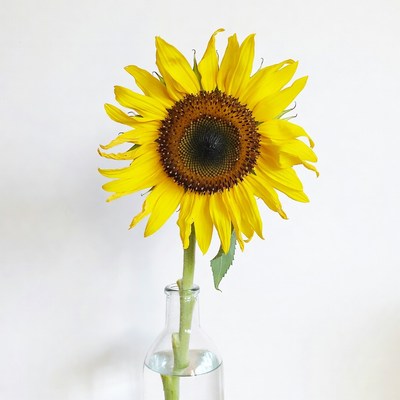 Sunflower in Glass Vase