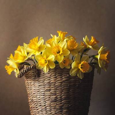 Yellow Daffodils in Wicker Basket