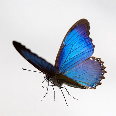 Blue Morpho Butterfly on White Background