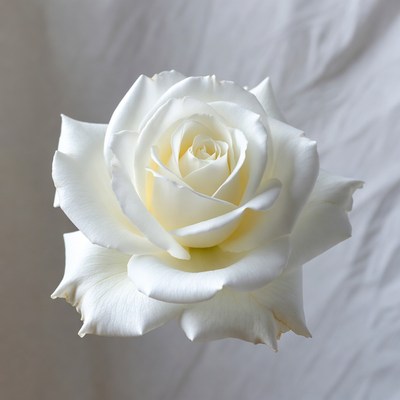 White Rose on White Background