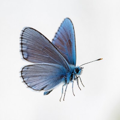 Blue butterfly on white background