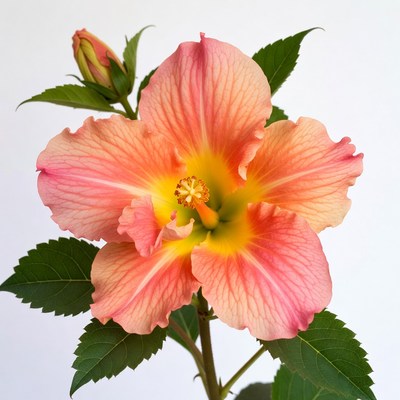 Pink Hibiscus Flower with Buds