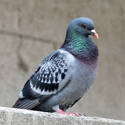 Gray pigeon perched on wall
