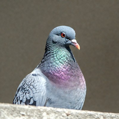 Gray pigeon with iridescent neck