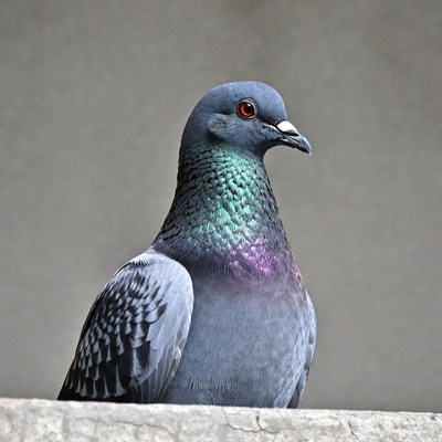 Gray pigeon on concrete ledge