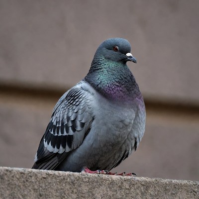Gray pigeon perched on stone wall