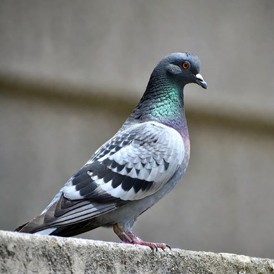 Pigeon standing on stone wall