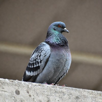 Gray pigeon on concrete ledge