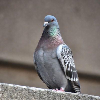 Gray pigeon on stone ledge