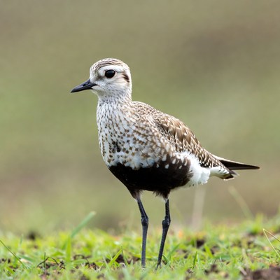 Killdeer standing in grass