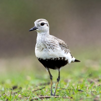 Killdeer standing on grass