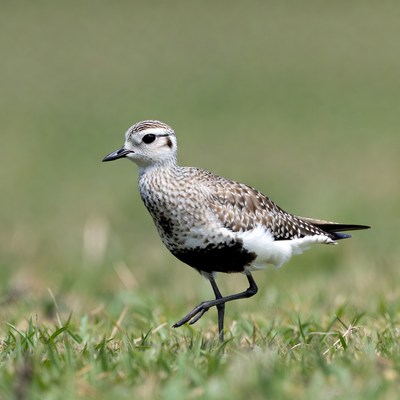 Semipalmated Plover standing on grass