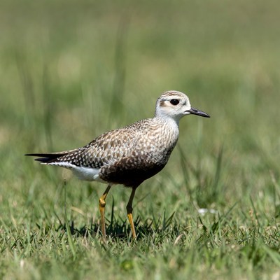 Semipalmated Plover standing in grass