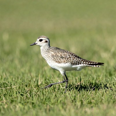 Semipalmated Plover on green grass