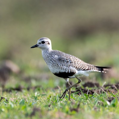 Killdeer standing in green grass