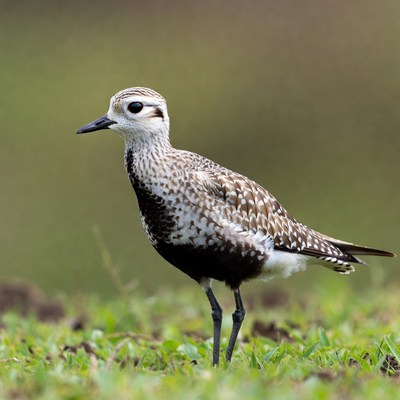 Killdeer bird standing in grass
