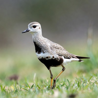 Semipalmated Plover standing in grass