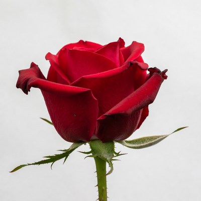 Red Rose on White Background