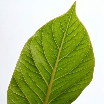 Green Leaf on White Background