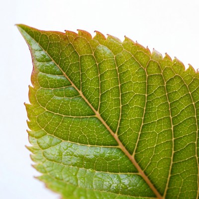 Green serrated leaf close-up