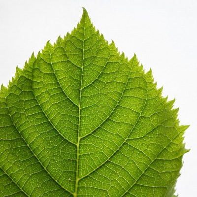 Green serrated leaf isolated